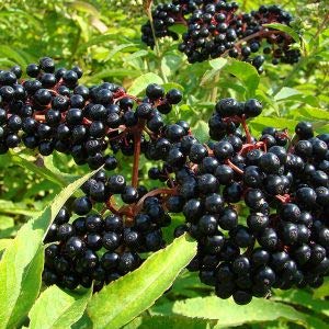 D'arbo Black Elderberry Fruit Syrup - 16.9 Ounce - Beauty and Blossom